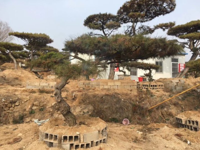 山东造型油松价格，造型松奇特好看货源