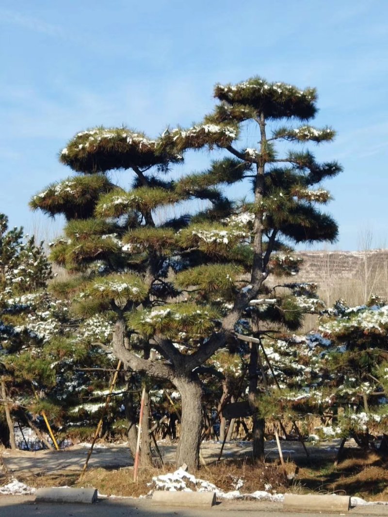山东造型油松价格，造型松奇特好看货源