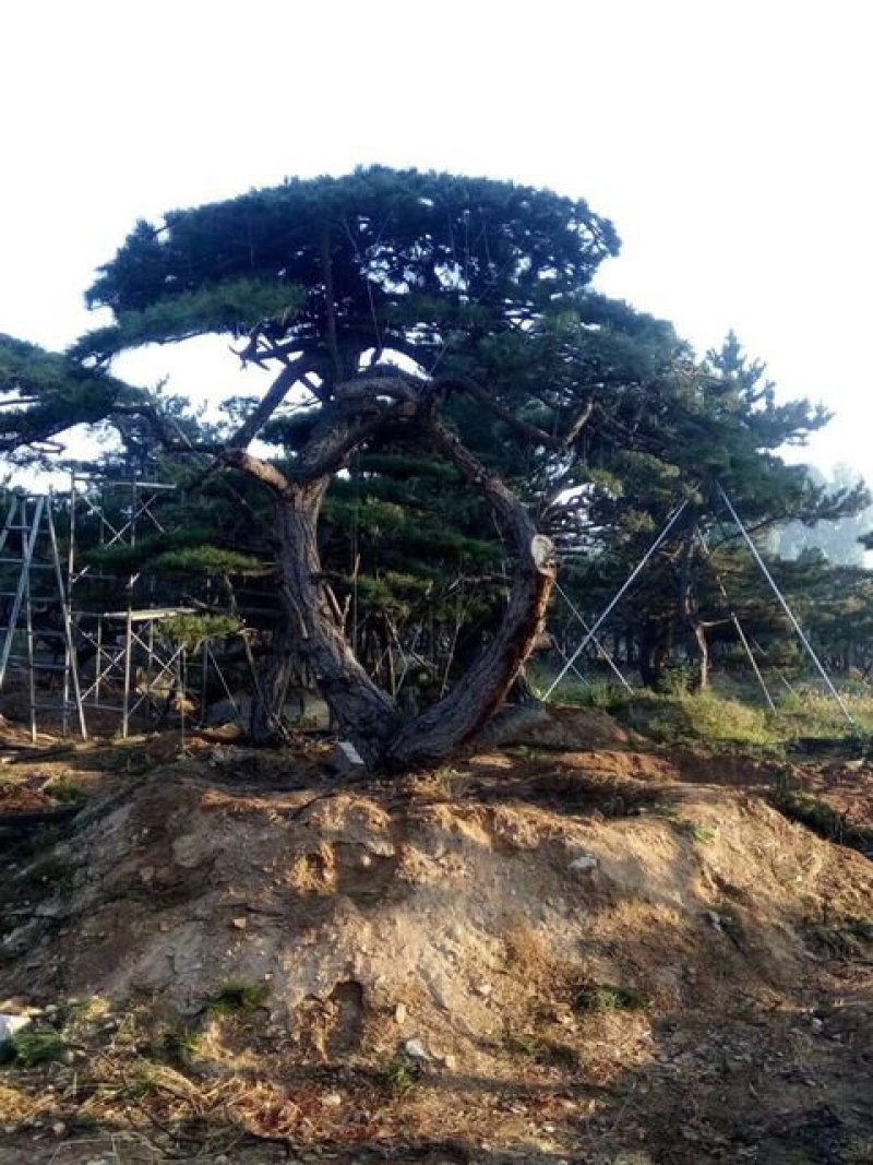 山东造型油松价格，造型松奇特好看货源