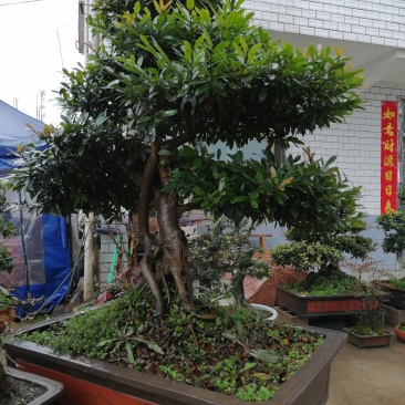 纹木盆景
