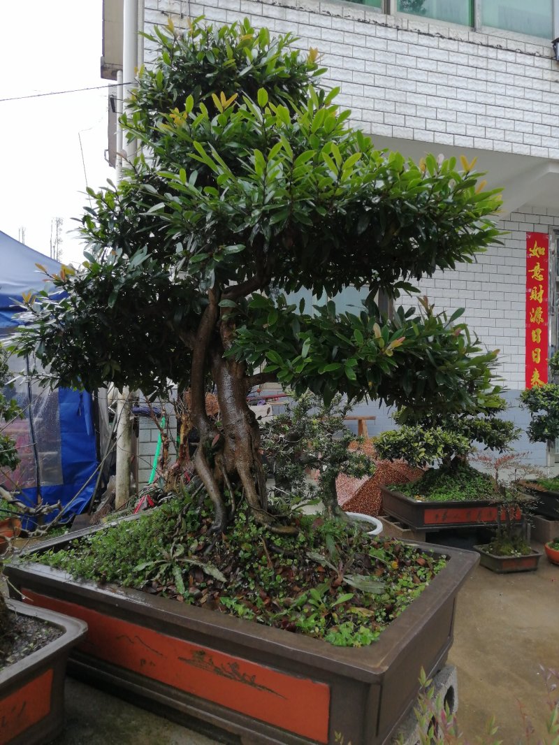 纹木盆景