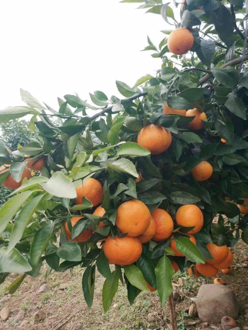 大量供应稻谷沃甘