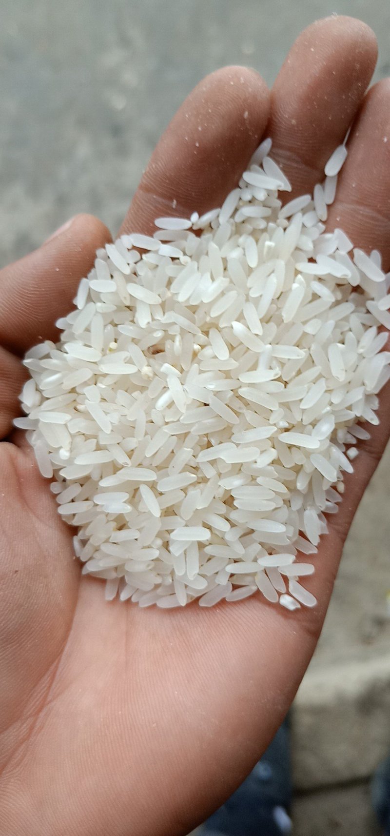 大量供应稻谷沃甘