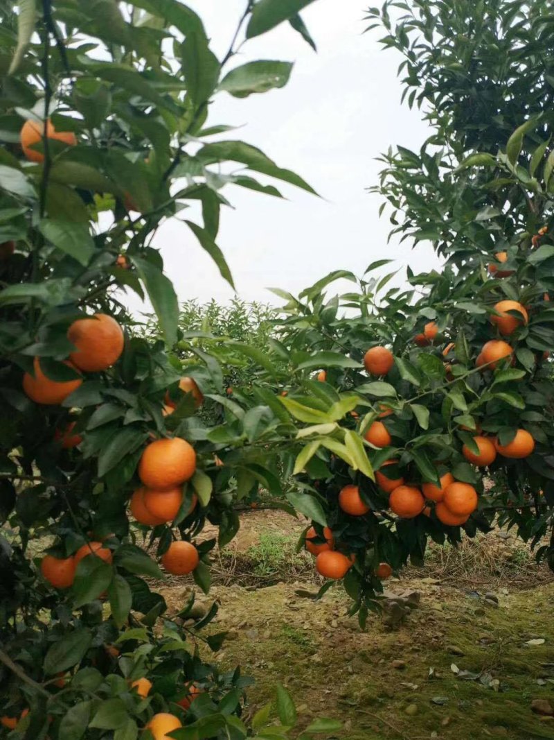 大量供应稻谷沃甘