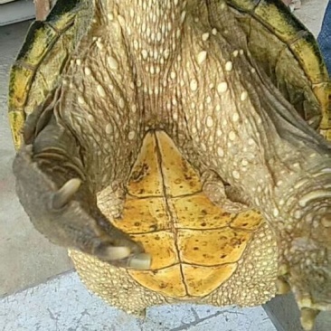食用鳄鱼龟