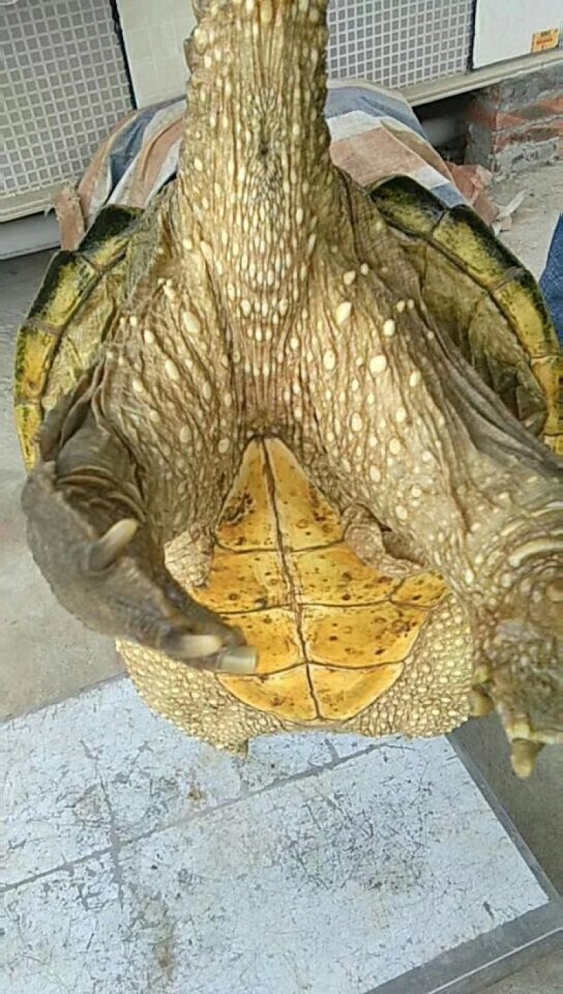 食用鳄鱼龟