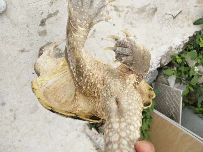 食用鳄鱼龟