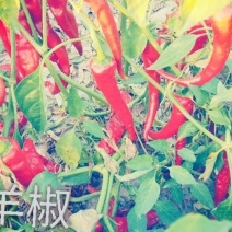 干辣椒