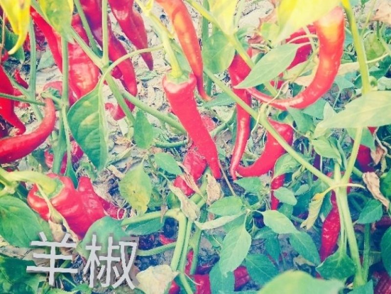 干辣椒