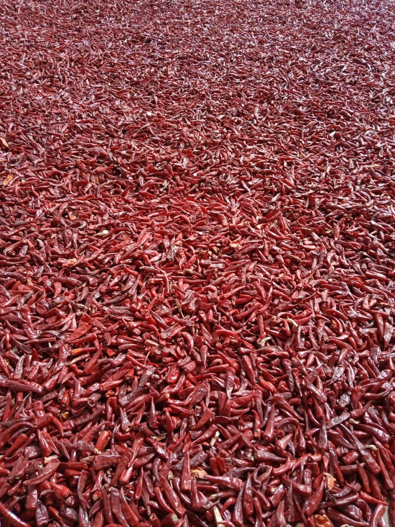 干辣椒