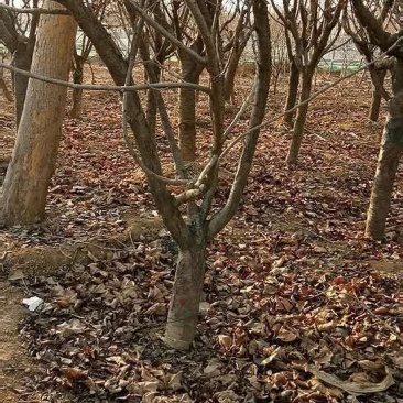 樱花各种规格