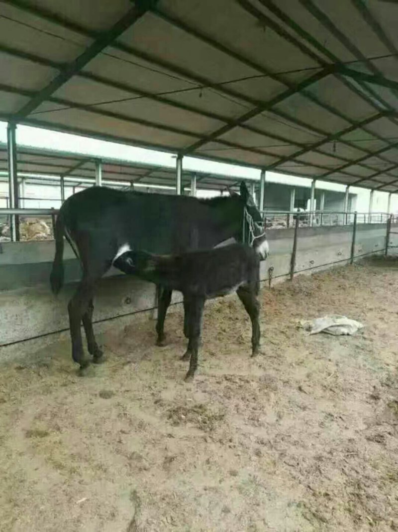 肉驴
