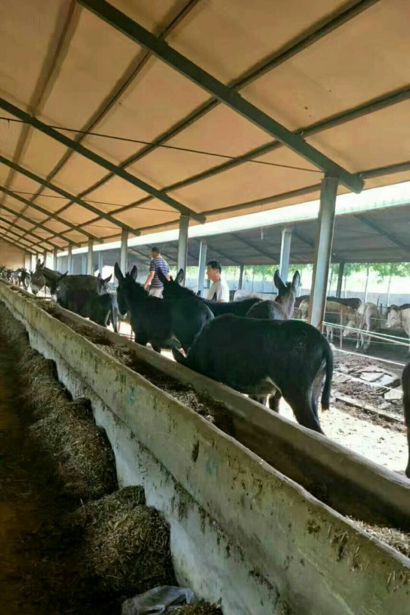 肉驴