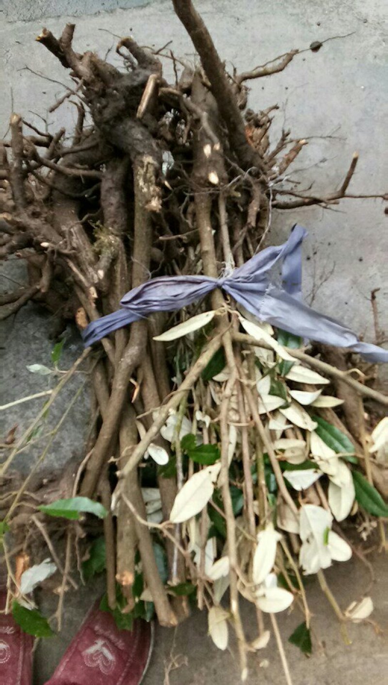羊奶果苗