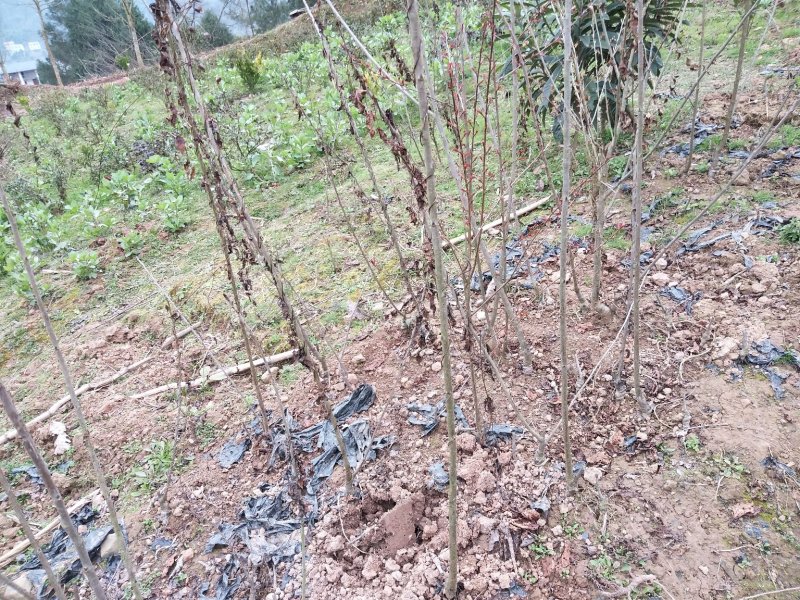 玛瑙红，红妃适合云贵川种植易成活产量高品种纯。