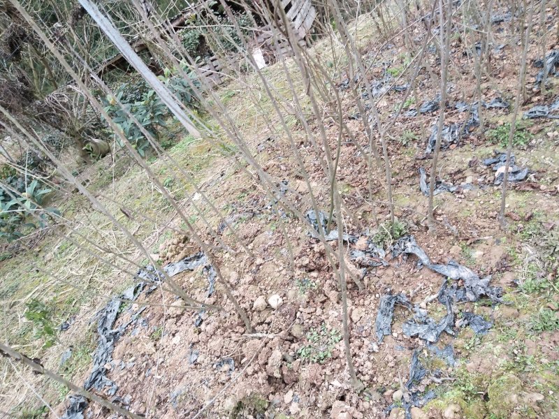 玛瑙红，红妃适合云贵川种植易成活产量高品种纯。