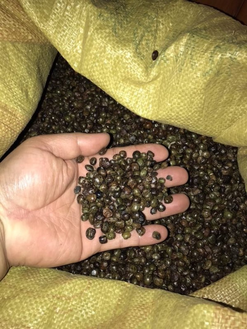 小叶牛大力种子