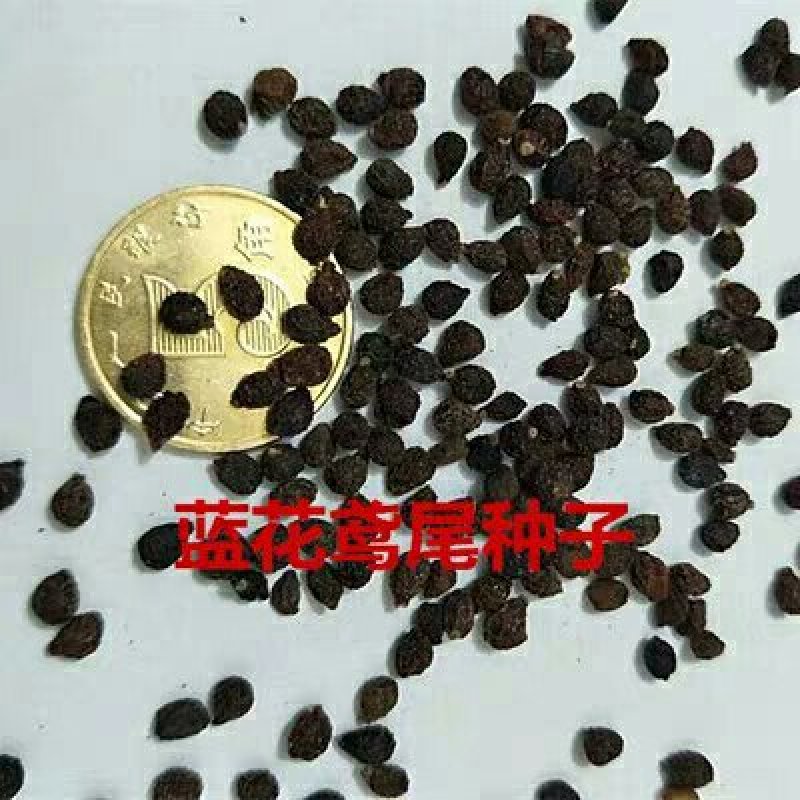 蓝花鸢尾种子多年生耐寒庭院花种子花种子花卉植物四季播种