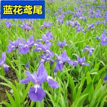 蓝花鸢尾种子多年生耐寒庭院花种子花种子花卉植物四季播种