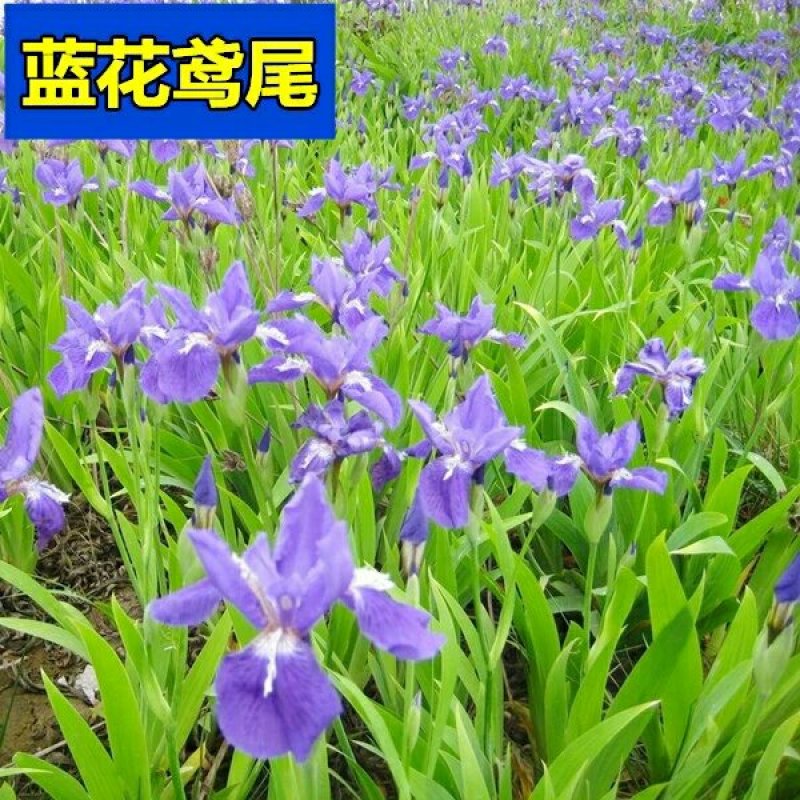 蓝花鸢尾种子多年生耐寒庭院花种子花种子花卉植物四季播种