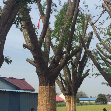 徐州李氏园林苗圃供应25/60公分嫁接银杏大树，当天装车