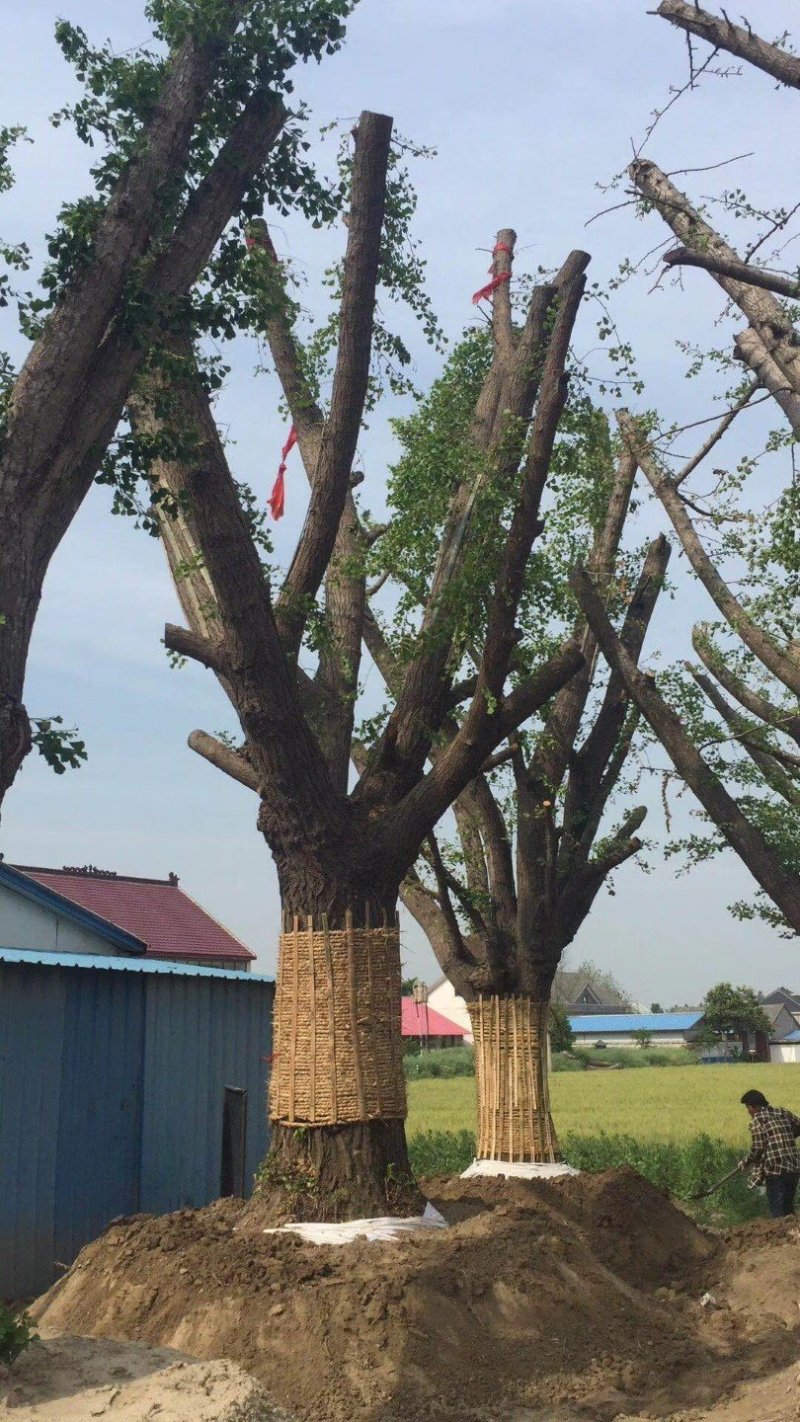 徐州李氏园林苗圃供应25/60公分嫁接银杏大树，当天装车