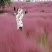 粉黛乱子草种子多年生观赏草特价毛芒乱子草粉米利草