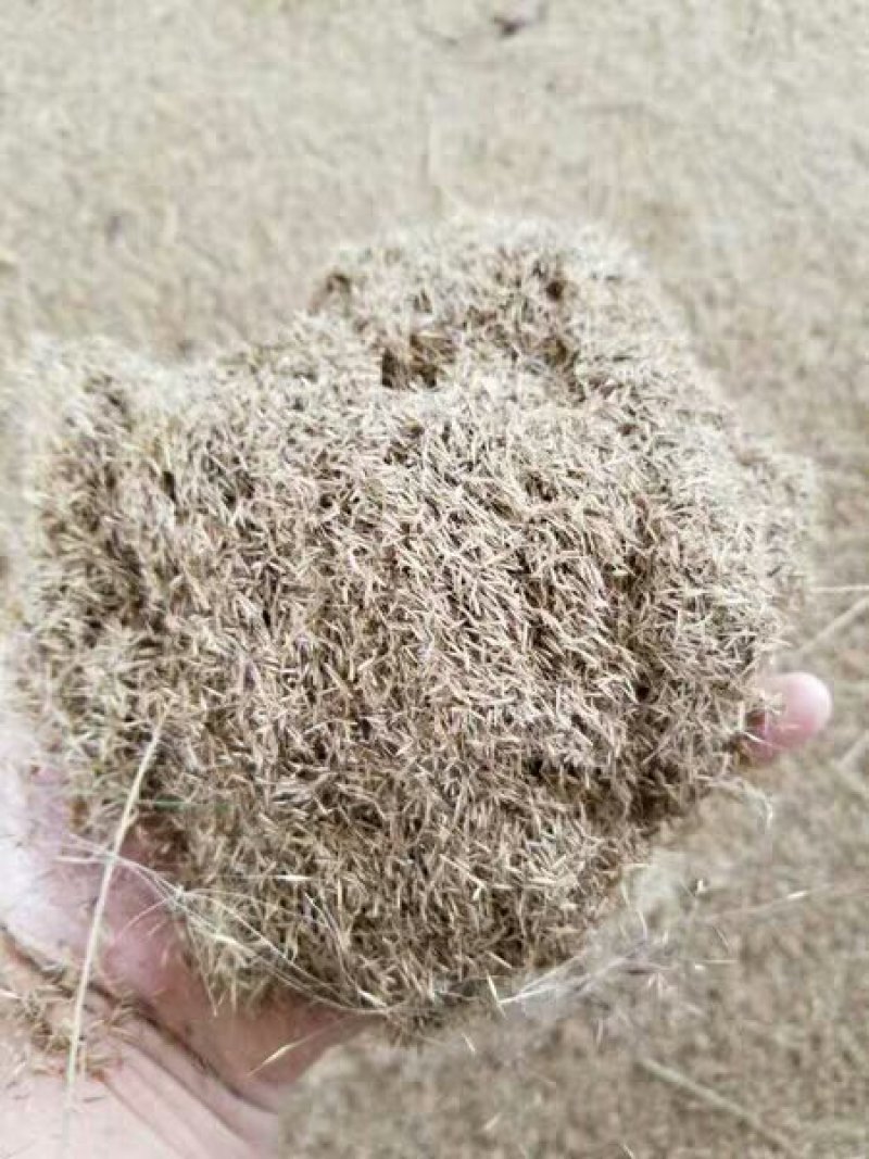 粉黛乱子草种子多年生观赏草特价毛芒乱子草粉米利草