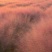 粉黛乱子草种子多年生观赏草特价毛芒乱子草粉米利草