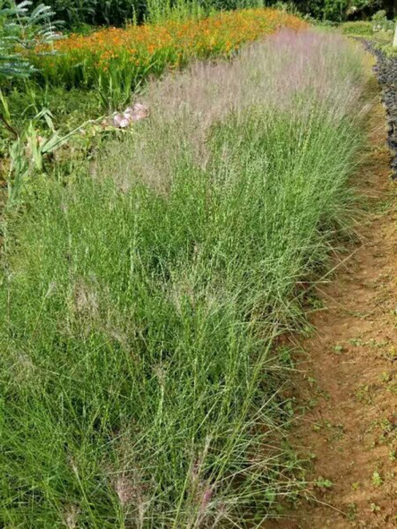 粉黛乱子草种子多年生观赏草特价毛芒乱子草粉米利草