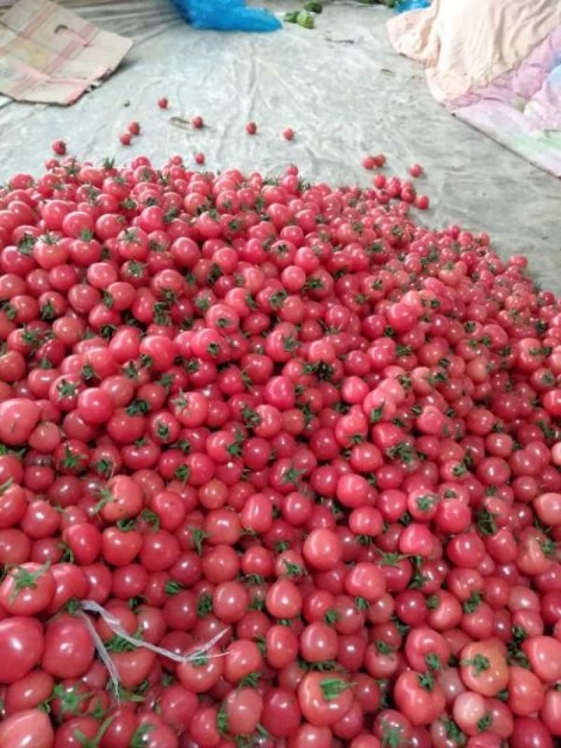 釜山88圣女果，大量上市，产地直发，品质优良，欢迎来电