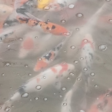 锦鲤