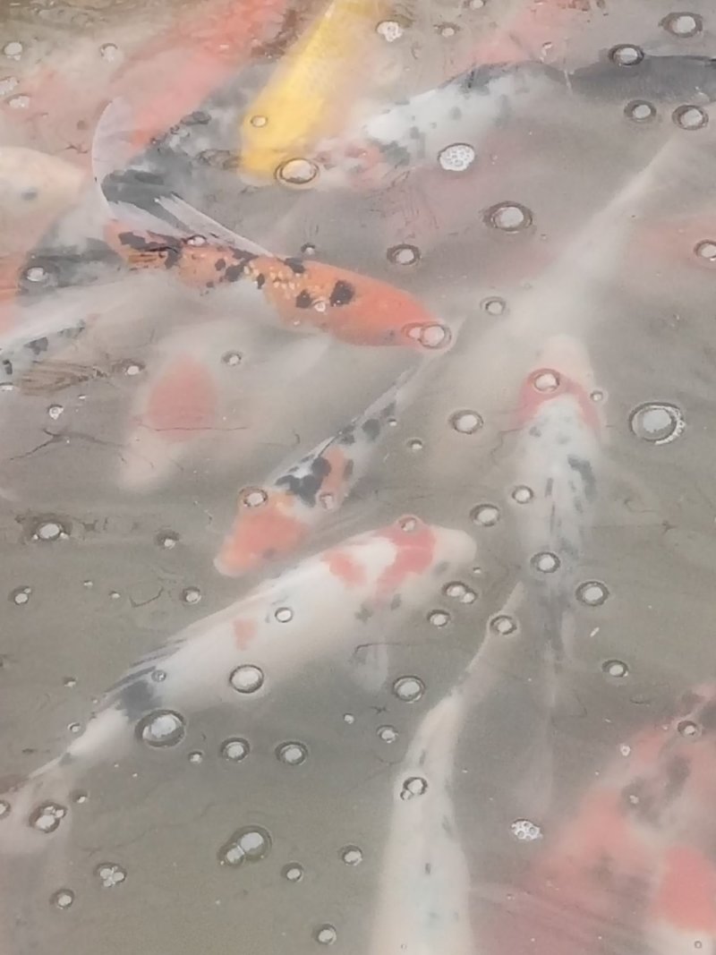 锦鲤