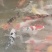 锦鲤