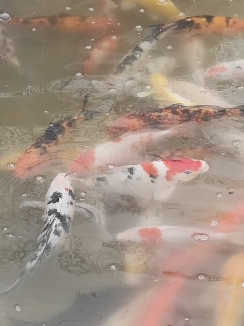 锦鲤