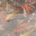 锦鲤