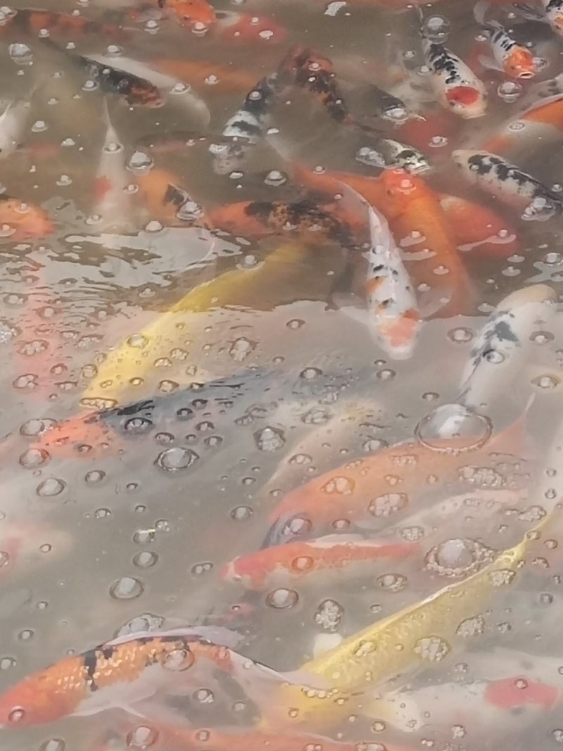 锦鲤