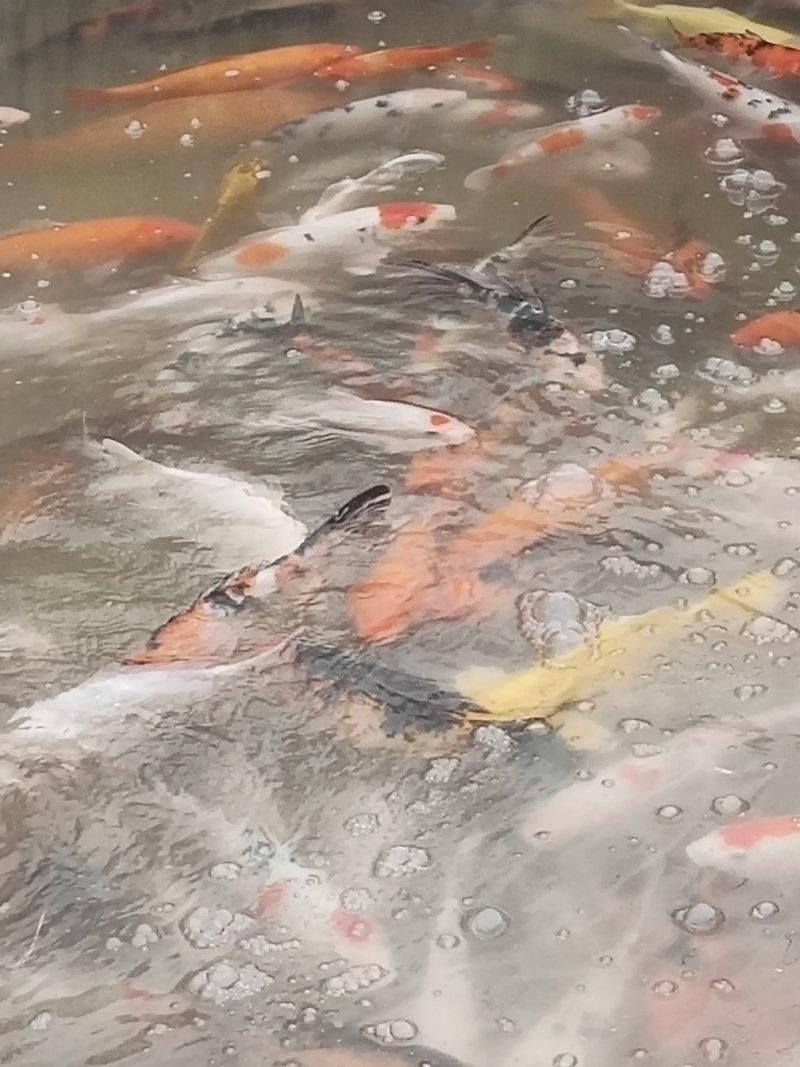 锦鲤