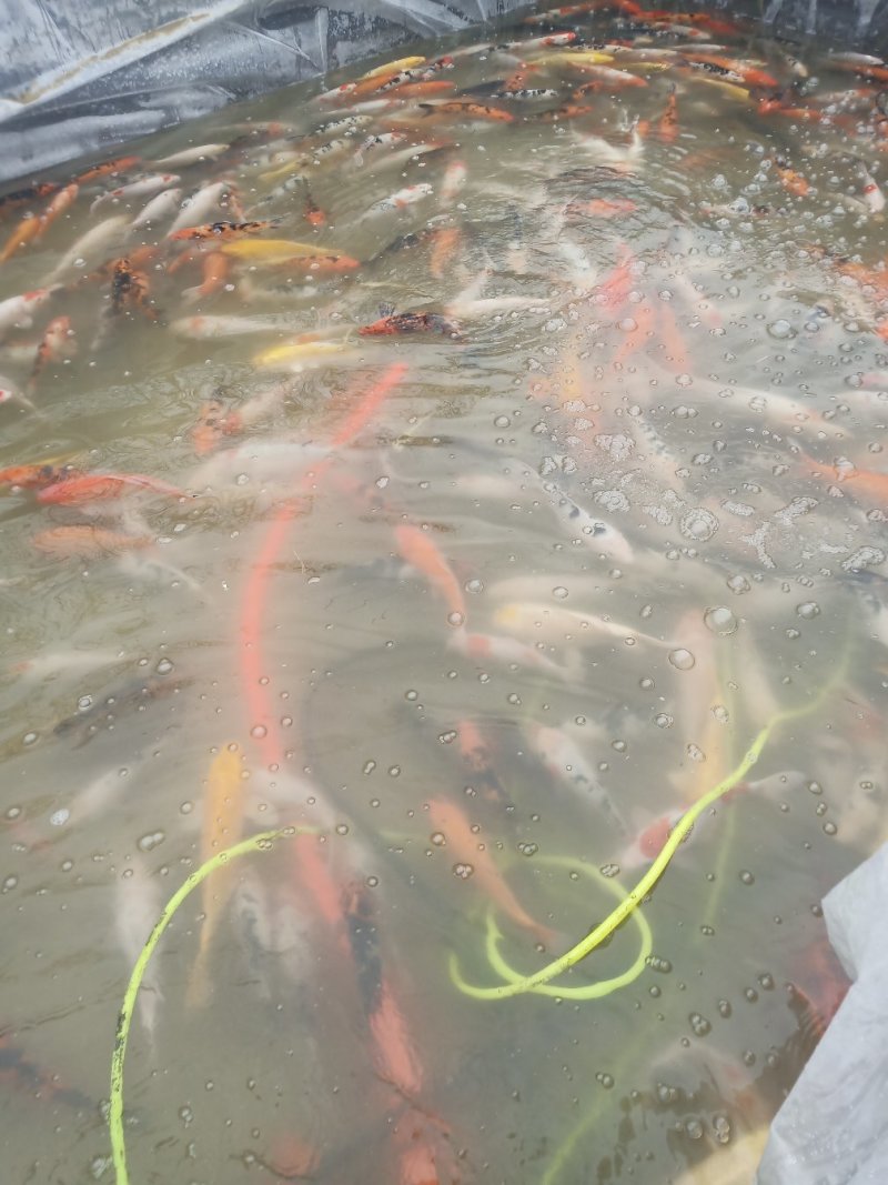 锦鲤