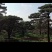 造型黑松，造型油松