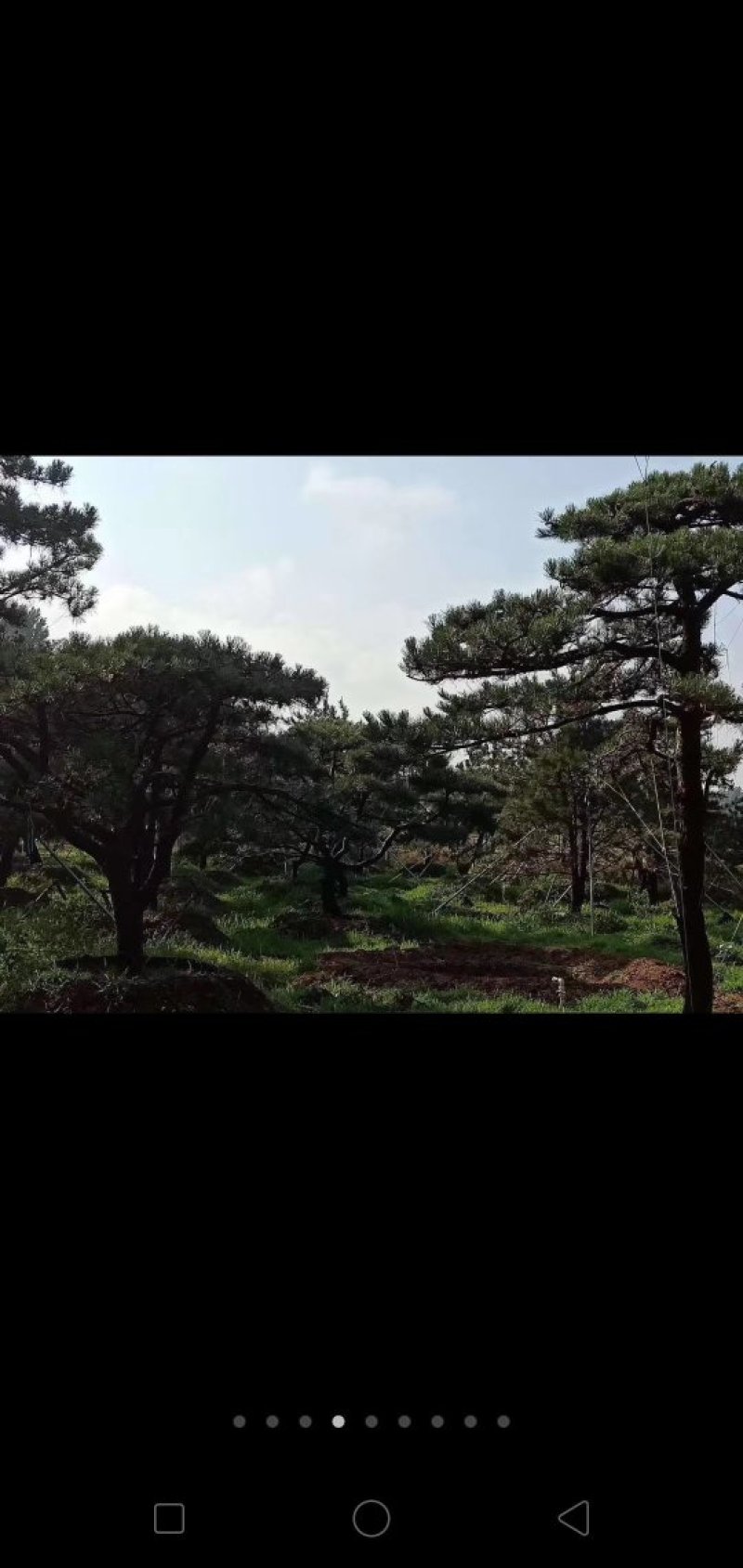 造型黑松，造型油松