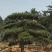 造型黑松，造型油松