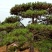 造型黑松，造型油松