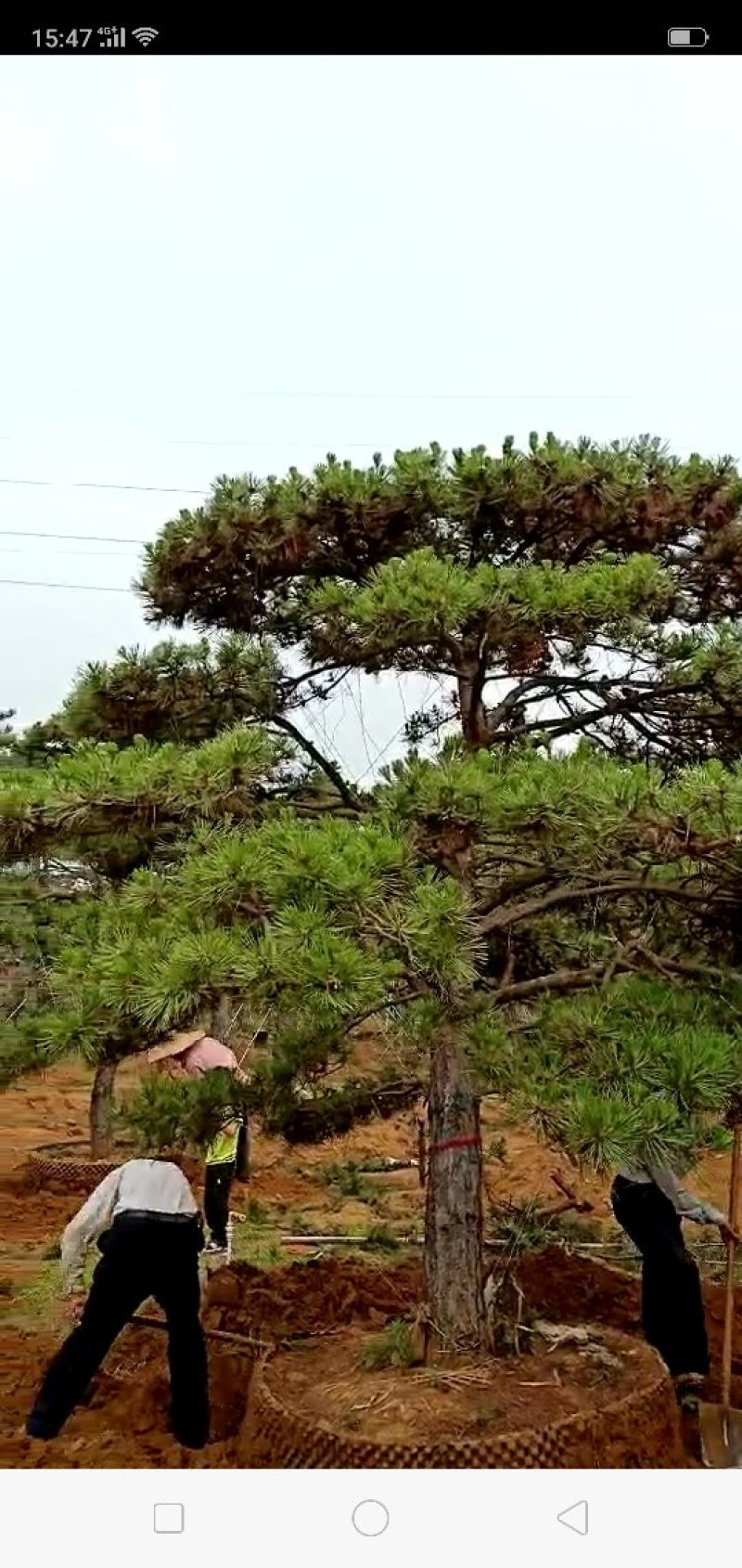造型黑松，造型油松
