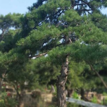 造型黑松，造型油松