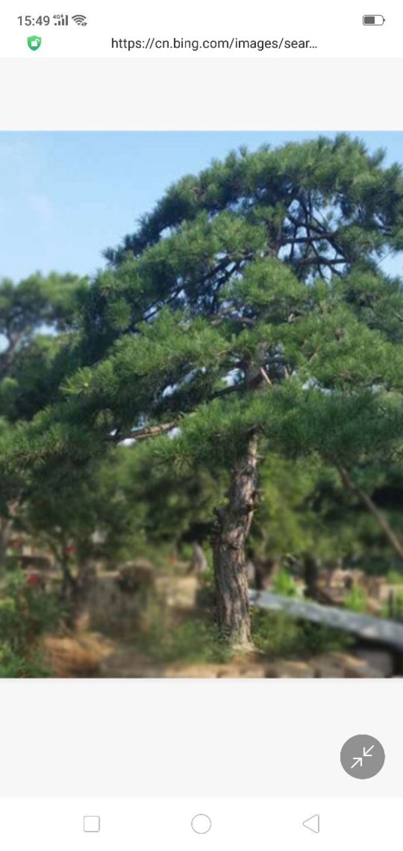 造型黑松，造型油松