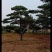 造型黑松，造型油松