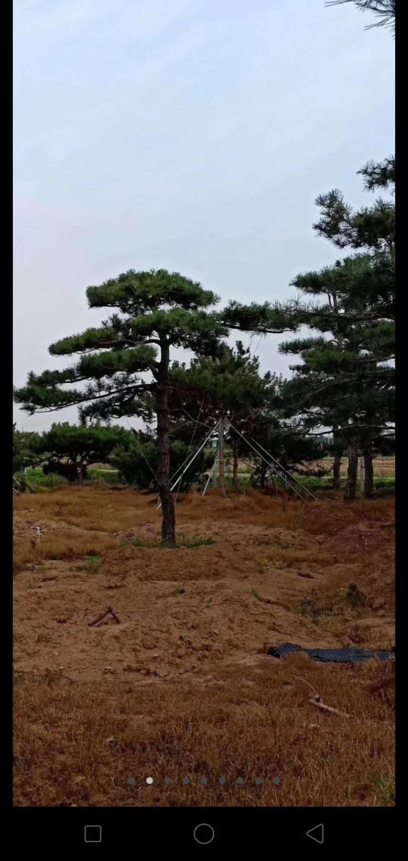 造型黑松，造型油松