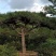造型黑松，造型油松