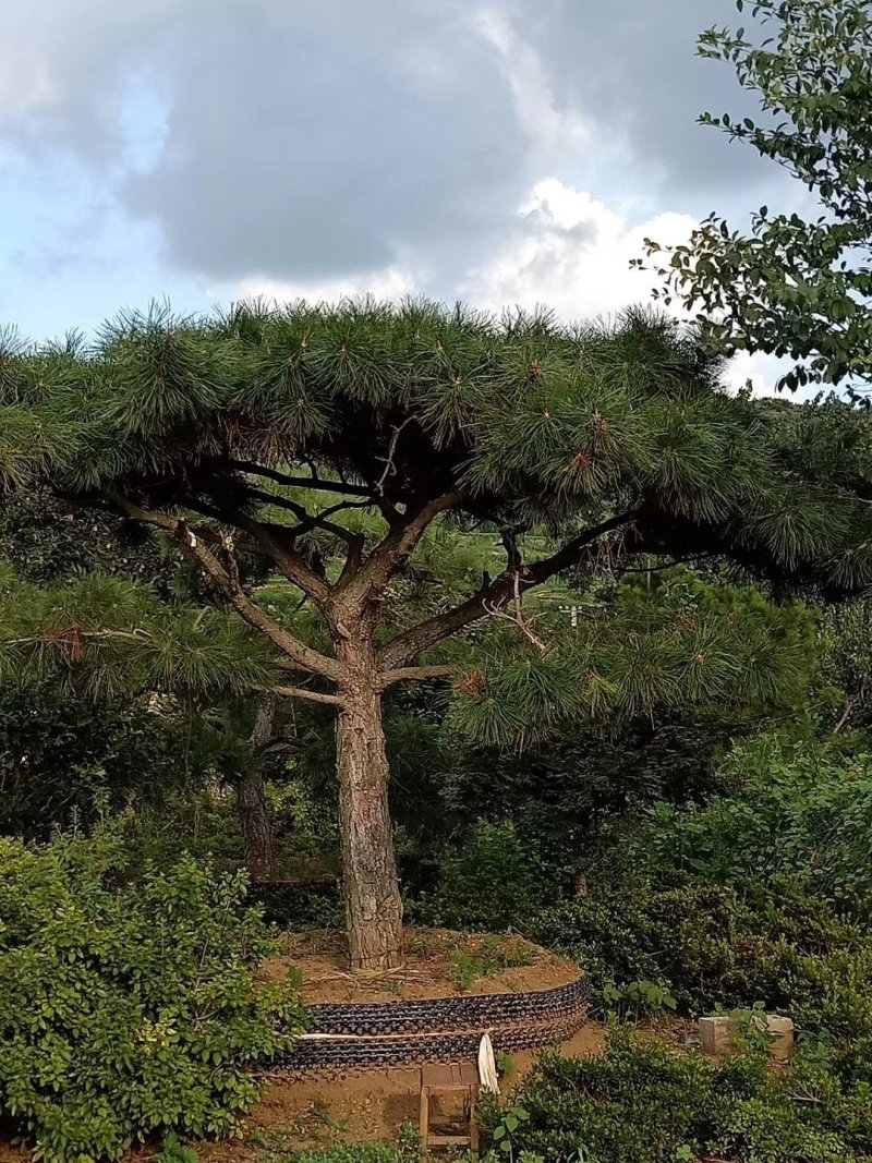 造型黑松，造型油松
